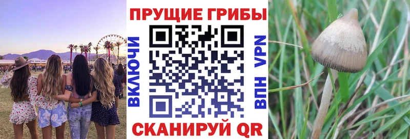 Псилоцибиновые грибы Psilocybe  Купить  Анжеро-Судженск 